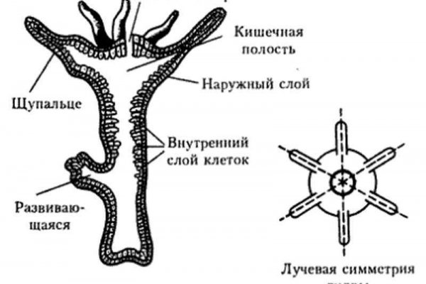 Ссылка на кракена для тора